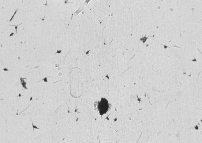 An example of in-site imaging from the ZERO-C Lab at UGA Skidaway.