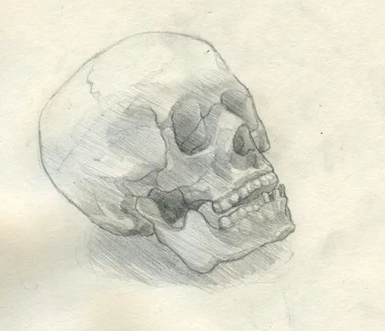 An early study of a skull in pencil